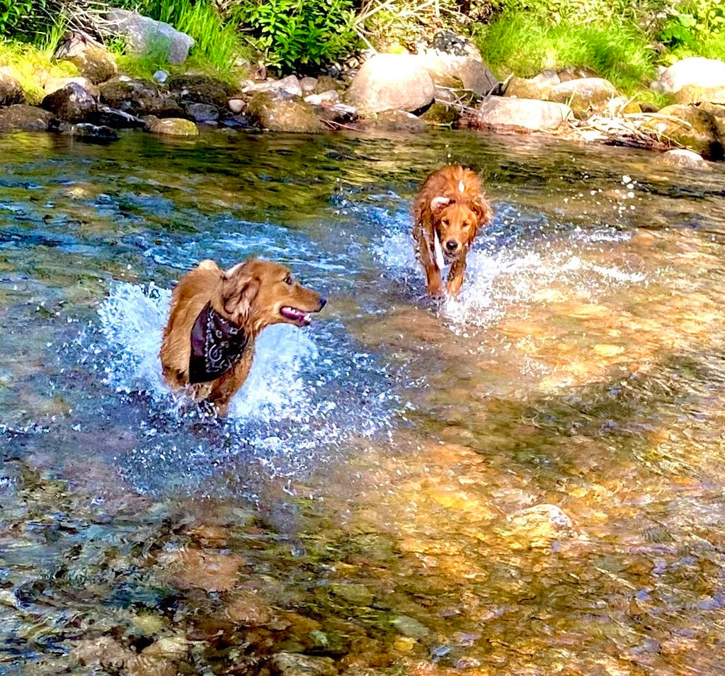 Two Golden Retrievers play in a stream